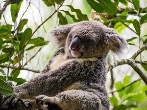 Koala réveillé